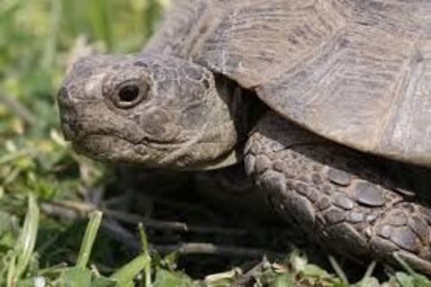 Particulier capacitaire tortues Iberas pu&ccedil;&eacute;es avec cic 200 06400 Cannes