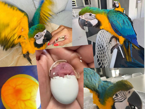 Bébé perroquet Ara 1450 35000 Rennes