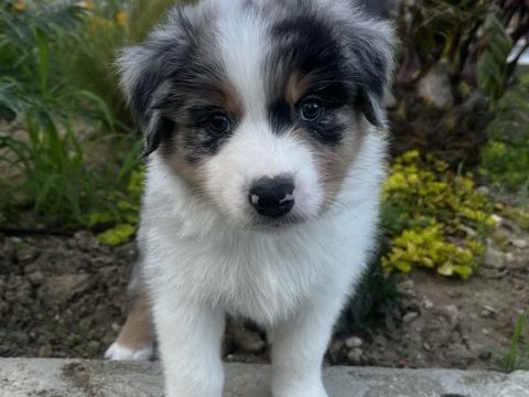 Chiot berger australien lof 1400 33760 Cantois