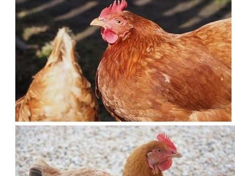 5 poules pondeuses 1 44130 Le gvre