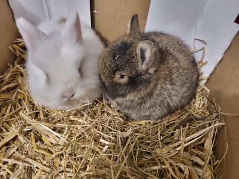 Lapin nain juste sevr&eacute; 35 13380 Plan-de-cuques