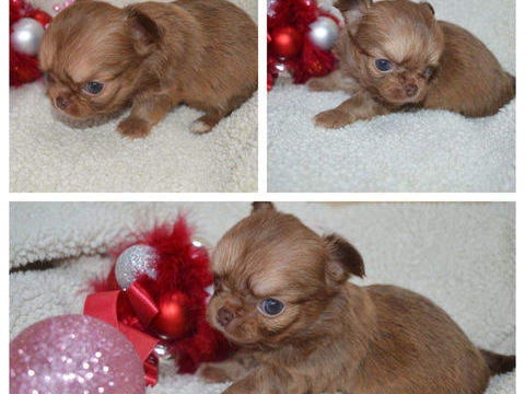 3 femelles chihuahua &agrave; r&eacute;server 1200 85250 Saint-andr�-goule-d'oie