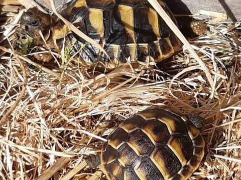 Tortues juv&eacute;niles 50 34400 Lunel