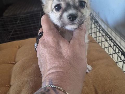 b&eacute;b&eacute; chihuahua  830 33220 Sainte-foy-la-grande