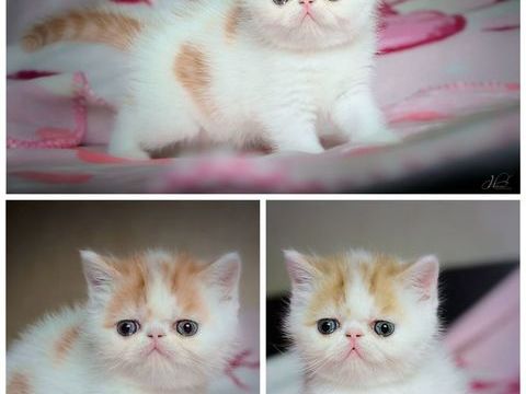 Chatons exotic shortair &agrave; r&eacute;server 1100 67330 Bouxwiller