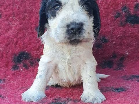 Chiots Cockers Anglais LOF &agrave; R&eacute;server 1400 39570 Revigny