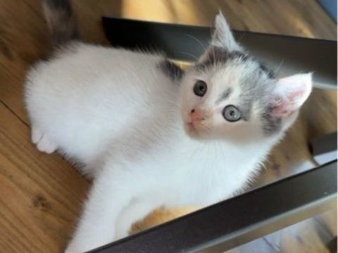 Chatons 0 93200 Saint-denis