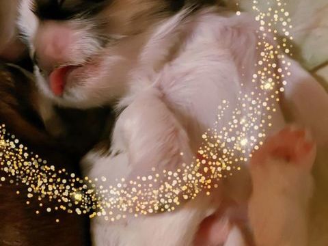 Adorables chiots Shih Tzu 950 94800 Villejuif