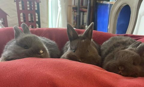 lapins extras nains  50 83100 Toulon