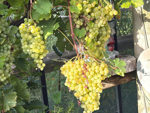Poids de vignes 15 Oye-Plage (62)