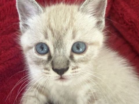 Chaton Ragdoll 
750 75015 Paris