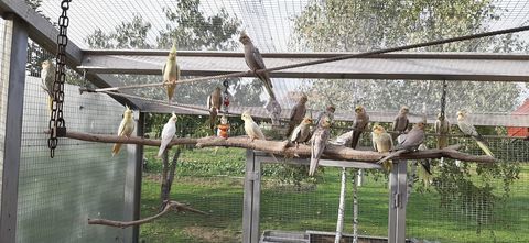 Perruche Calopsitte 30 03410 Domrat