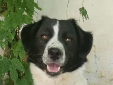 MINNIE 300 27620 Gasny