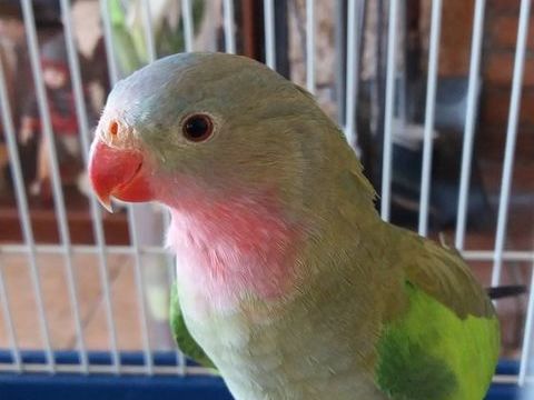 perruche princesse de gale 80 83440 Montauroux