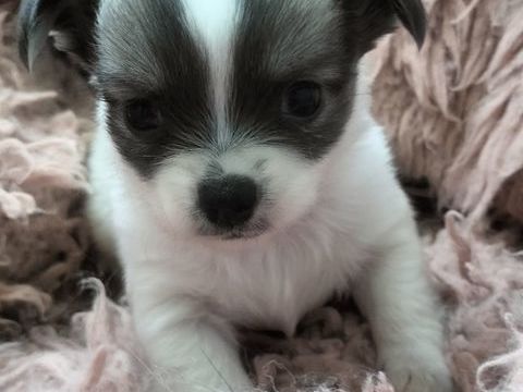 Chiot chihuahua m&acirc;le poil long 
A r&eacute;server 800 56800 Ploërmel