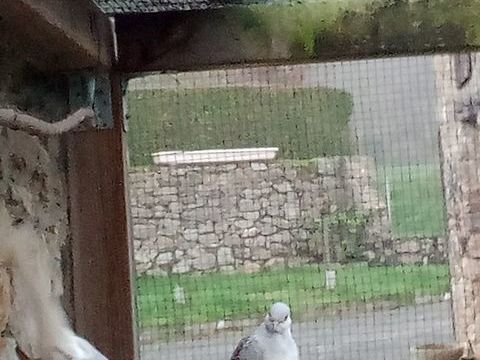 Colombe diamant 15 53240 Saint-jean-sur-mayenne