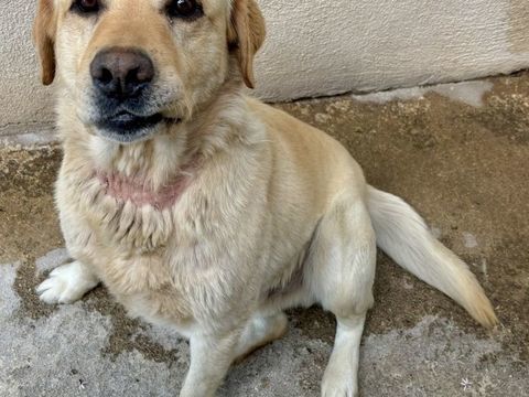 Chien BANANIER &agrave; l adoption 250 34500 Béziers