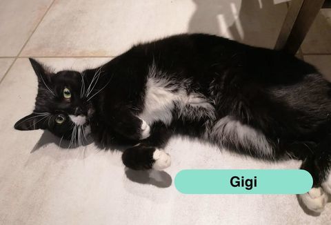 Gigi, jeune chat noir et blanc &agrave; adopter 200 44540 Saint-mars-la-jaille