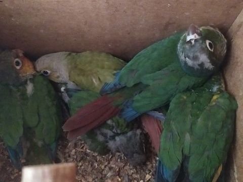 Perruche conures 50 27430 Muids