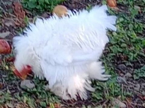 poules pékin blanches lisses et frisées 20 