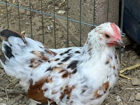 Coq bantam de Pékin 15 31490 Lguevin