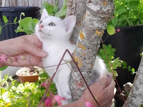 Adorables petits chatons &agrave; l'adoption ? 0 21320 Pouilly-en-auxois