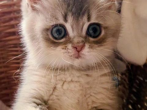 Chaton Scottish British 1400 13014 Marseille