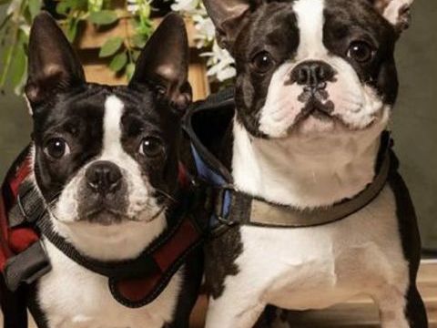 chiot boston terrier 1500 81100 Castres