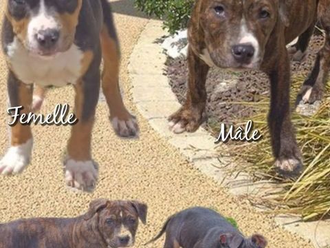 Américain staffordshire terrier lof disponible desuite 900 82360 Lamagistre