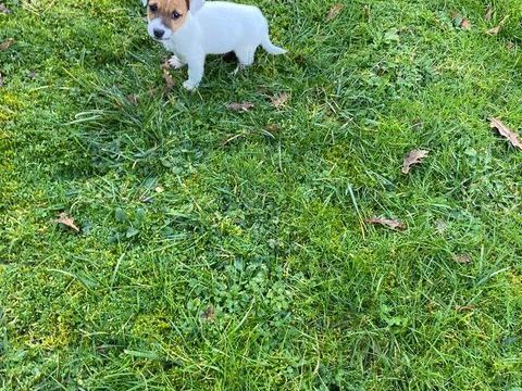 Chiot Jack Russel 800 40230 Saint-vincent-de-tyrosse