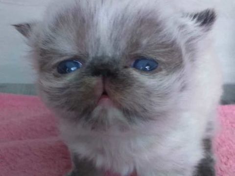 CHATONS PERSAN COLOURPOINT LOOF- 1 m&acirc;le 2 femelles  1500 45100 Orleans