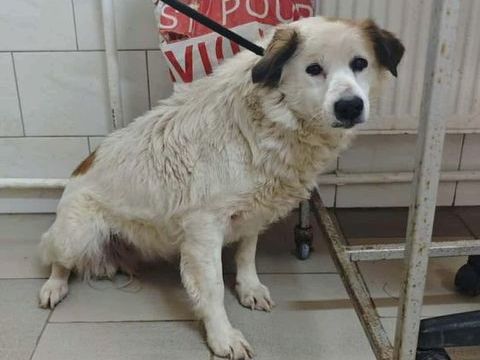 Mandragore &agrave; l'adoption 300 36000 Ch�teauroux