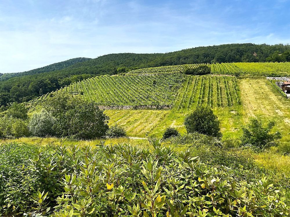   Ingersheim (68040)