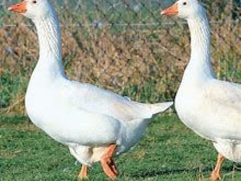Oison oie blanche, cendr&eacute; Toulouse et Guin&eacute;e.  35 77540 Courpalay