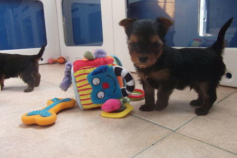 magnifique chiot yorkshire terrier 1250 30000 N�mes