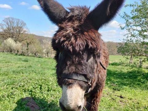 QUEBEC, adorable Ane du Bourbonnais &agrave; adopter via l'association UMA 200 03360 Ainay-le-ch�teau
