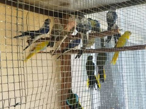 perruches 40120 27220 Chavigny-bailleul