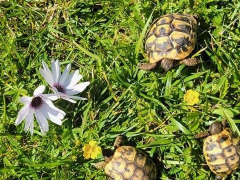 Tortues de terre 30 84510 Caumont-sur-durance
