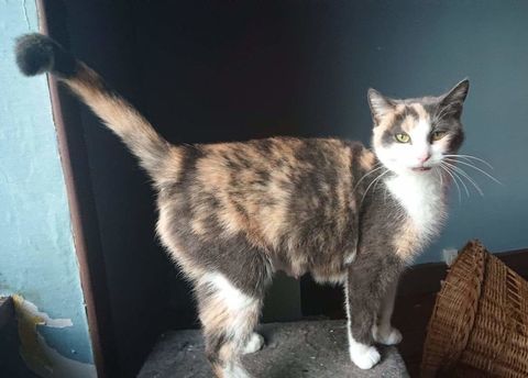 Nougatine, européenne tricolore diluée, 3 ans 150 78000 Versailles