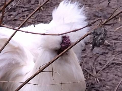 Coq de soie .
5 51460 Poix