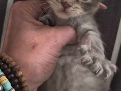A RESERVER POUR MI JUILLET  Chaton Maine Coon M&acirc;le Bleu  1000 77300 Fontainebleau