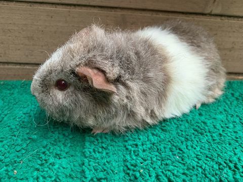 Cochons d'Inde Rex 35 31390 Carbonne