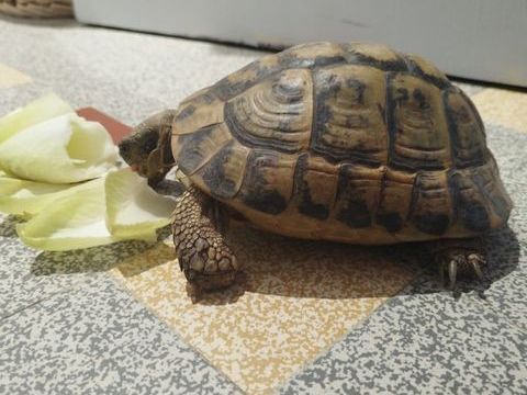 Tortue Herman femelle 430 83160 La valette-du-var