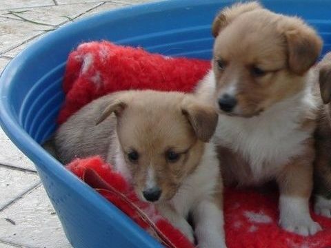 Chiots Crois&eacute;s Corgi Shetland 500 77320 Fr�toy