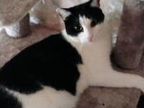 BAYARD CHAT NOIR & BLANC 3 ANS 195 92260 Fontenay-aux-roses