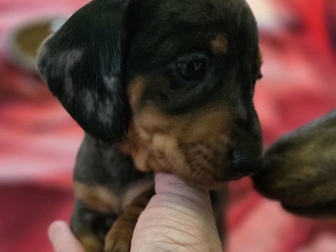 Teckel &agrave; r&eacute;server 1950 51170 Crugny