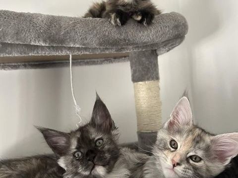 Maine Coon LOOF 1400 60730 Ully-saint-georges