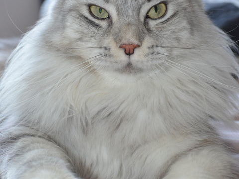 SAILLIE FEMELLE MAINE COON 0 93160 Noisy-le-grand