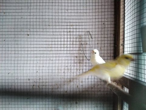 canaris chanteurs harz. J'&eacute;tais 25 22190 Pl�rin