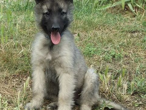 CHIOTS BERGERS BELGES TERVUERENS 790 83630 Rgusse